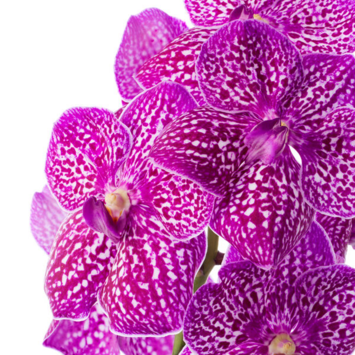 Orquídea Vanda Gigante - Belleza Natural