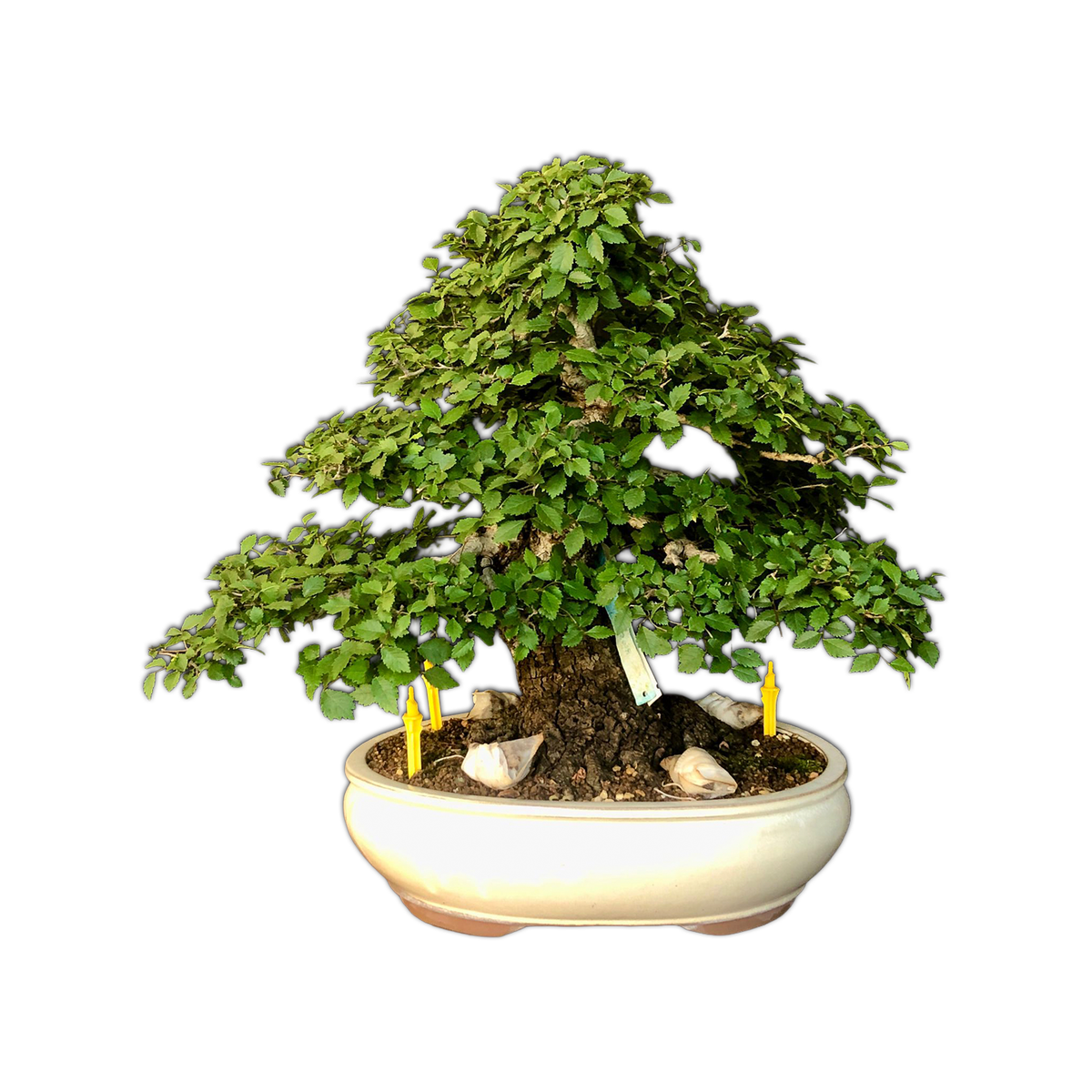 Bonsai | Elm - Ulmus Minor