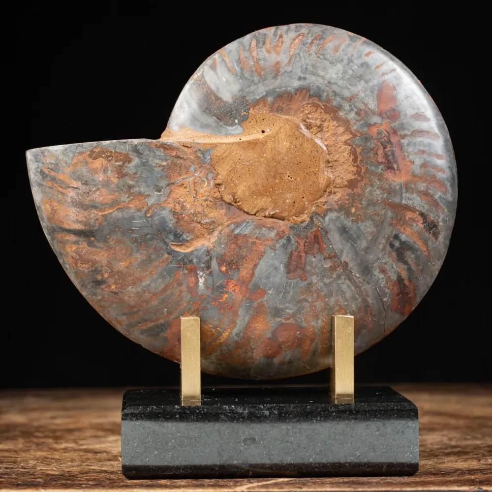 Cleoniceras Black Ammonite from Madagascar – Nature Collection