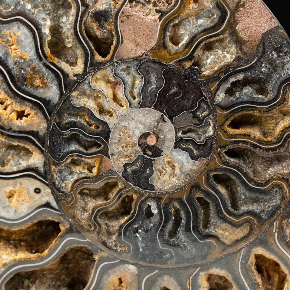 Cleoniceras Black Ammonite from Madagascar – Nature Collection