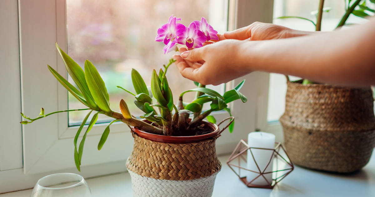 Alimento y elixir botánico para orquídeas | Nutre. Florece. Prospera.