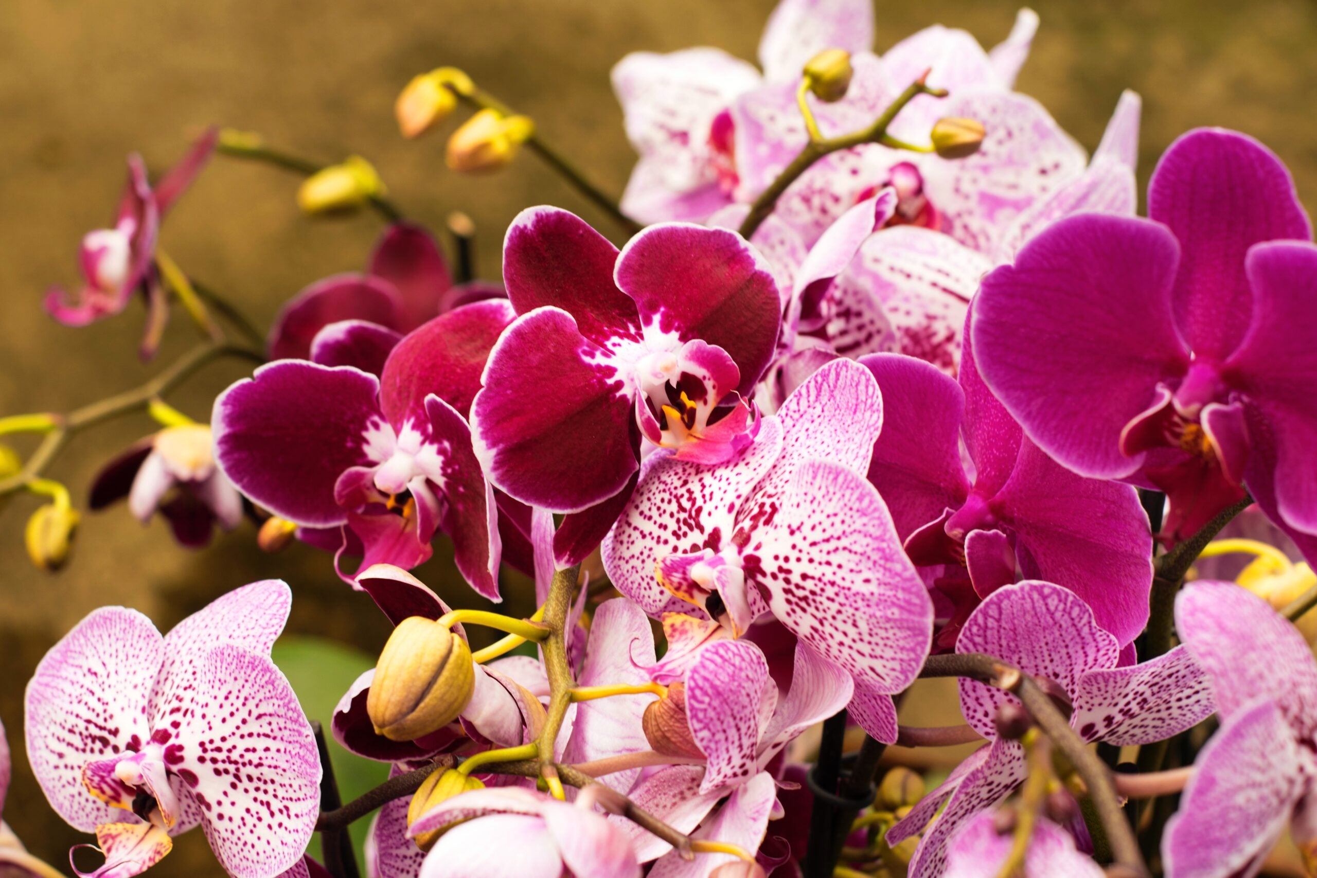 Alimento y elixir botánico para orquídeas | Nutre. Florece. Prospera.