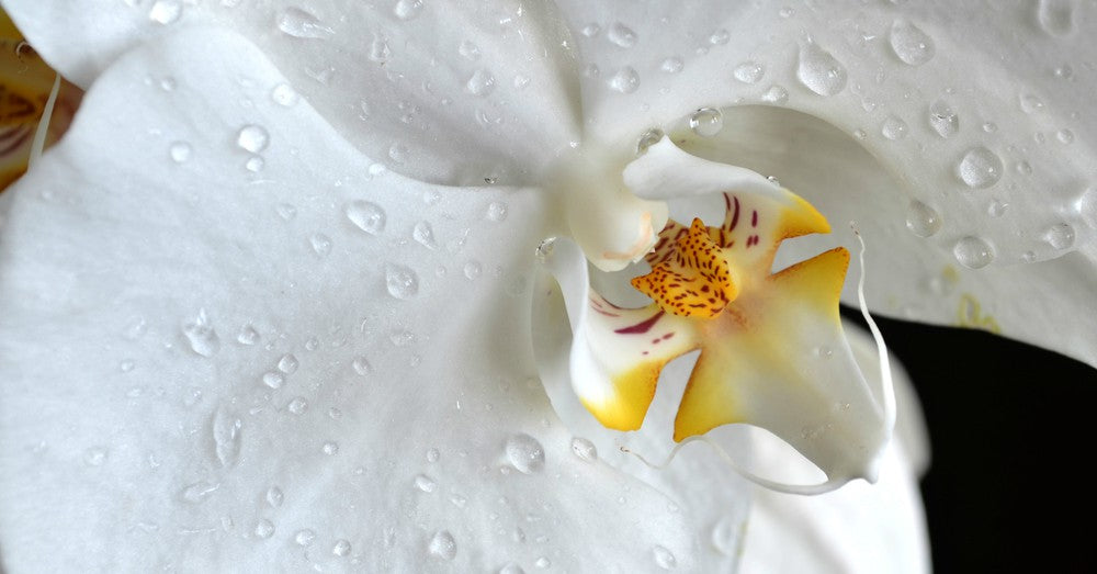 Alimento y elixir botánico para orquídeas | Nutre. Florece. Prospera.