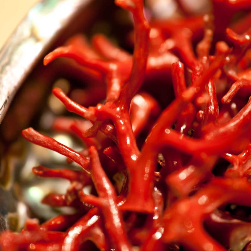 Italian Cornicello Pendant – Authentic Sardinian Red Coral | Cornetto Corno Rosso Cornetto