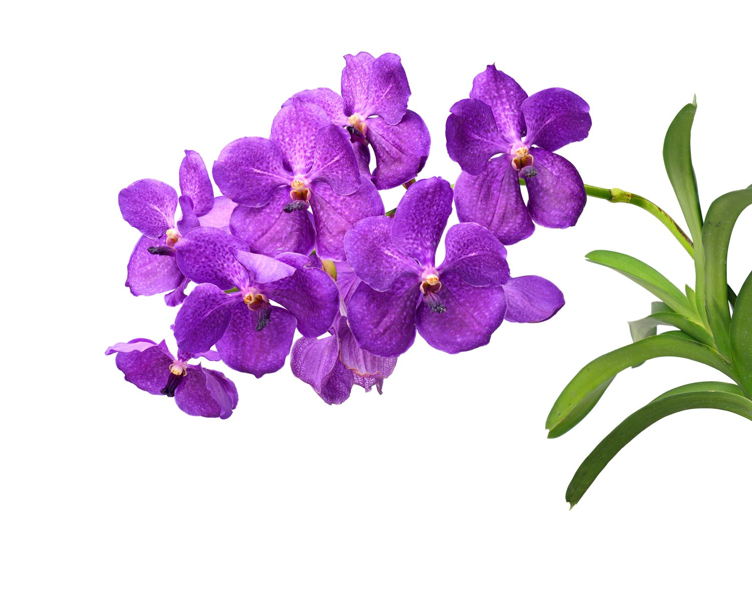 Orquídea Vanda Gigante - Belleza Natural