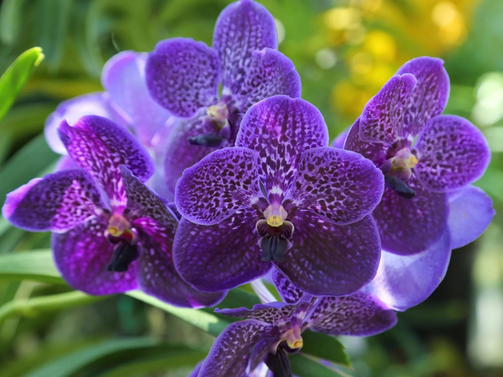 Orquídea Vanda Gigante - Belleza Natural
