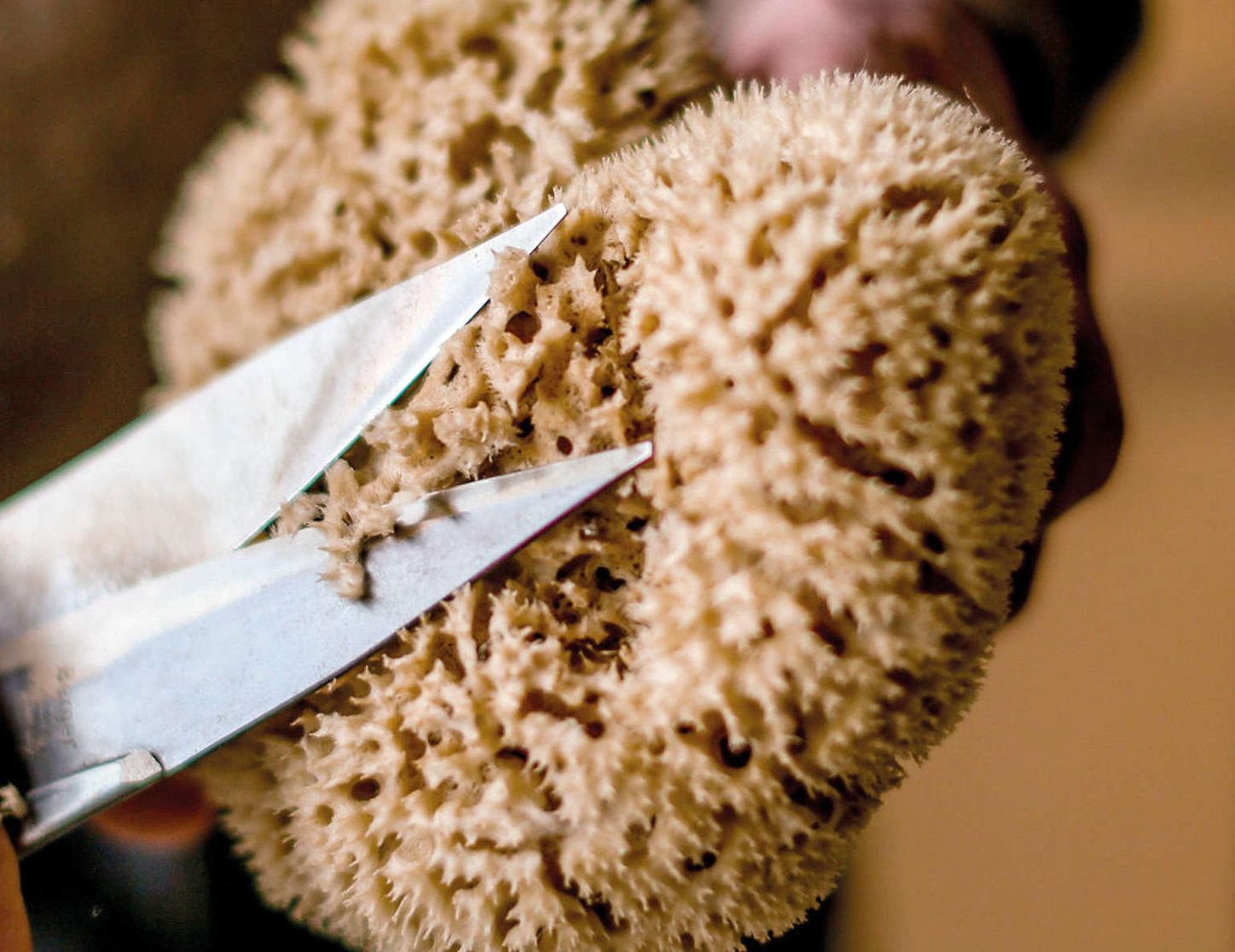 Mediterranean Sea Sponges - Natural Marine Sponges