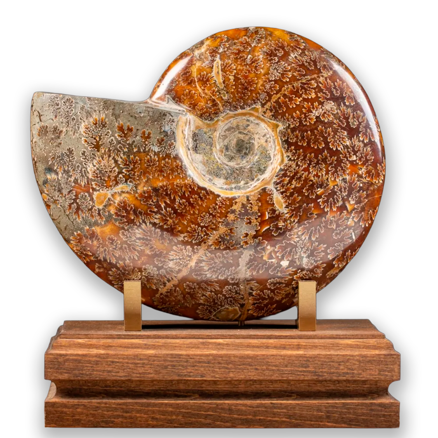 Cleoniceras Ammonite on Wooden Base – Nature Collection
