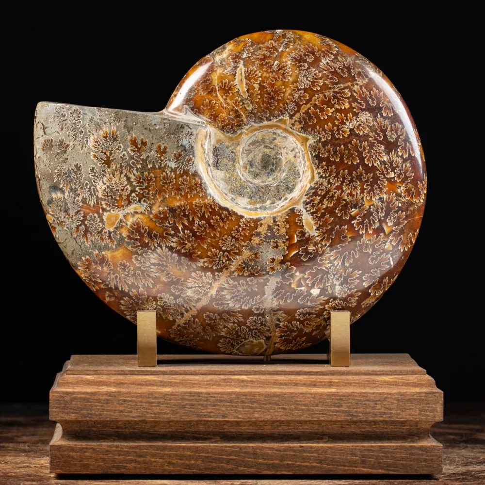 Amonita Cleoniceras sobre base de madera – Colección Naturaleza 