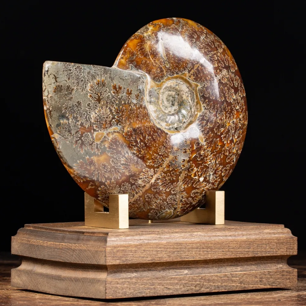 Cleoniceras Ammonite on Wooden Base – Nature Collection