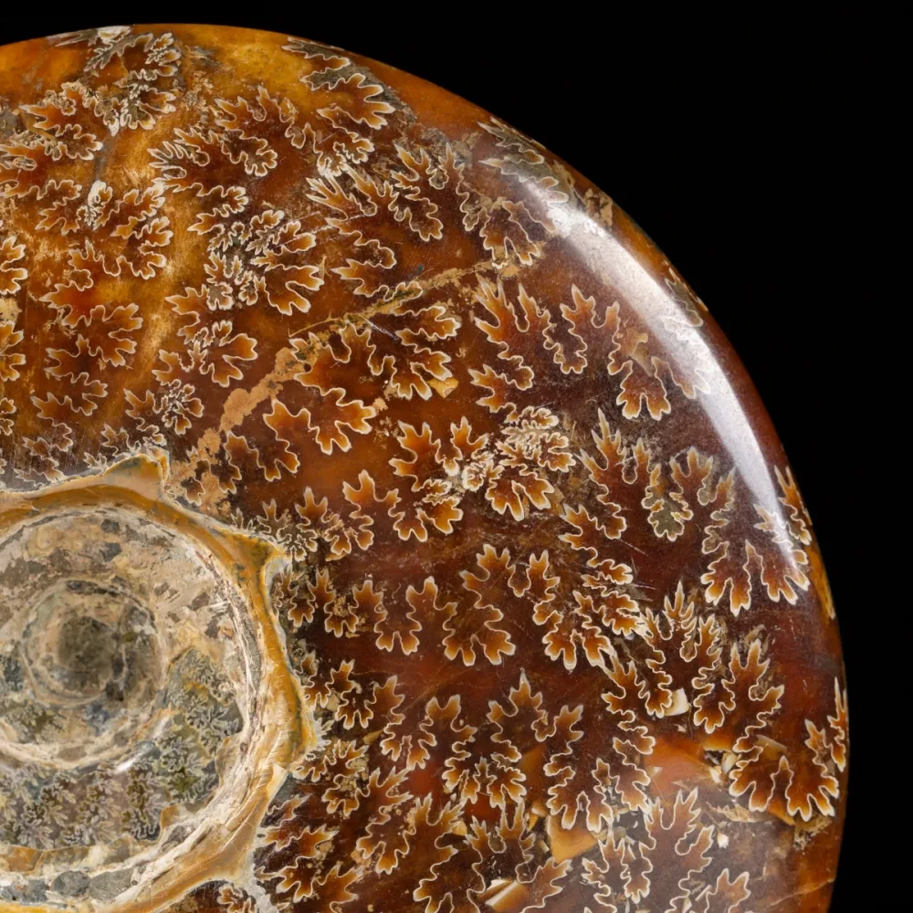 Cleoniceras Ammonite on Wooden Base – Nature Collection